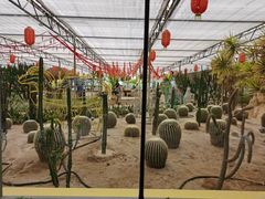 -南宫五洲植物乐园