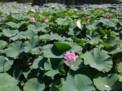 android_upload_pic-沈阳植物园