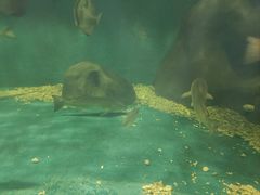 -上海长江河口科技馆