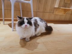 -喵呜公社猫咖