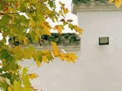 -羊楼洞