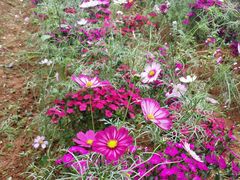 -松山湖梦幻百花洲
