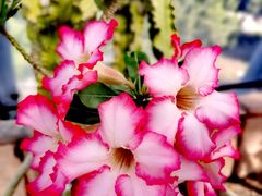 -北京植物园-展览温室