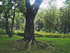 -云溪植物园