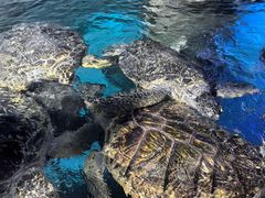 -烟台海昌鲸鲨海洋公园