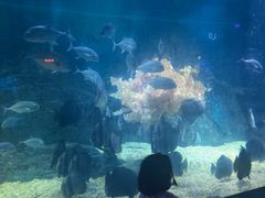 -烟台海昌鲸鲨海洋公园
