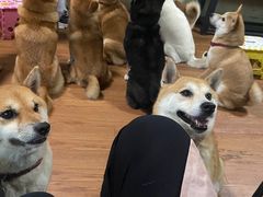 -柴犬高等学院·狗咖·柴犬售卖·宠物训练