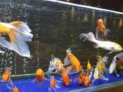 -川旺角川粤融合菜•海景餐厅(星海广场店)