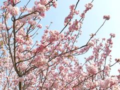 -天适樱花悠乐园