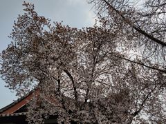 -西安青龙寺遗址景区