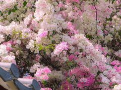 -深圳国际园林花卉博览园