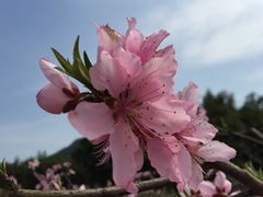 -新建村梅花