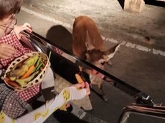 -清迈夜间动物园