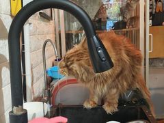-平行世界·猫咖(首经贸店)