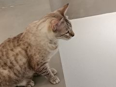 -Cappucimeow猫咪咖啡馆(韦伯时代店)