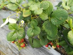 -兰陵国家农业公园