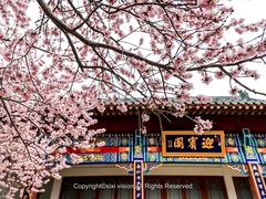-桃花堤公园