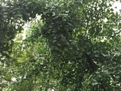 小区环境-新湖明珠城