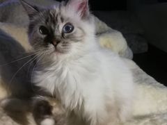 -Bastet sally猫舍购宠(静安店)
