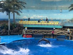 -海合安成都极地海洋公园