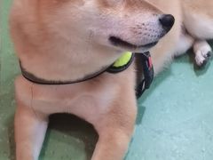 -藦茜花园宠物主题亲子互动体验馆(国顺东路店)