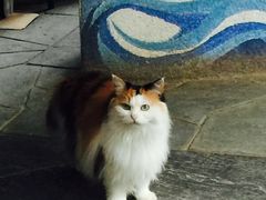 -Anne猫窝咖啡屋