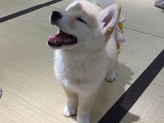 -逗柴咖啡屋·狗咖猫咖宠物桌游