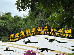 -西双版纳原始森林公园