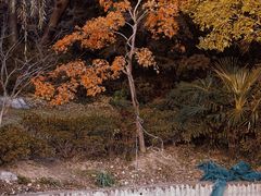 -上海滨江森林公园