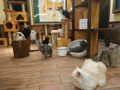 -more than meow吴止猫主题餐厅(承德 中船汇店)