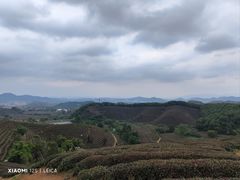 -龙坞茶村
