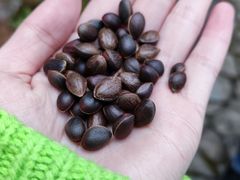 -阿鹏故事云南野生菌火锅(人民路店)