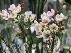 -花未央花店·WEYOUNG