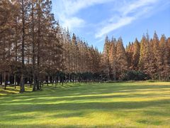 -黄海国家森林公园