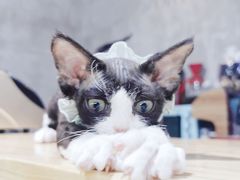-十年猫舍·猫咪专门店(普陀店)