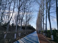 -大兴滨河森林公园