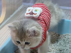 -屋虎猫馆(宝安大仟里店)