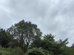 -广州白江湖森林公园