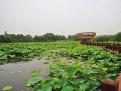-荷塘月色湿地公园·向阳花洲