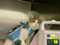 -北京赛佳动物医院