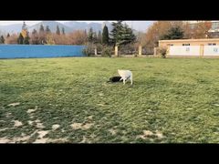 -趣玩宠物乐园寄养训犬训狗游泳池