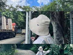 -银湖山郊野公园-相思林