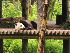 -中国大熊猫保护研究中心雅安碧峰峡基地