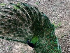 -北京麋鹿生态实验中心