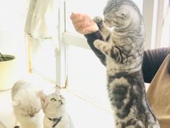 -共舞时光猫咖·狗咖(新街口店)