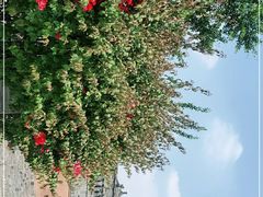 -四川大学(华西校区)