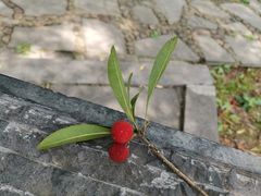 -贵阳市花溪国家城市湿地公园