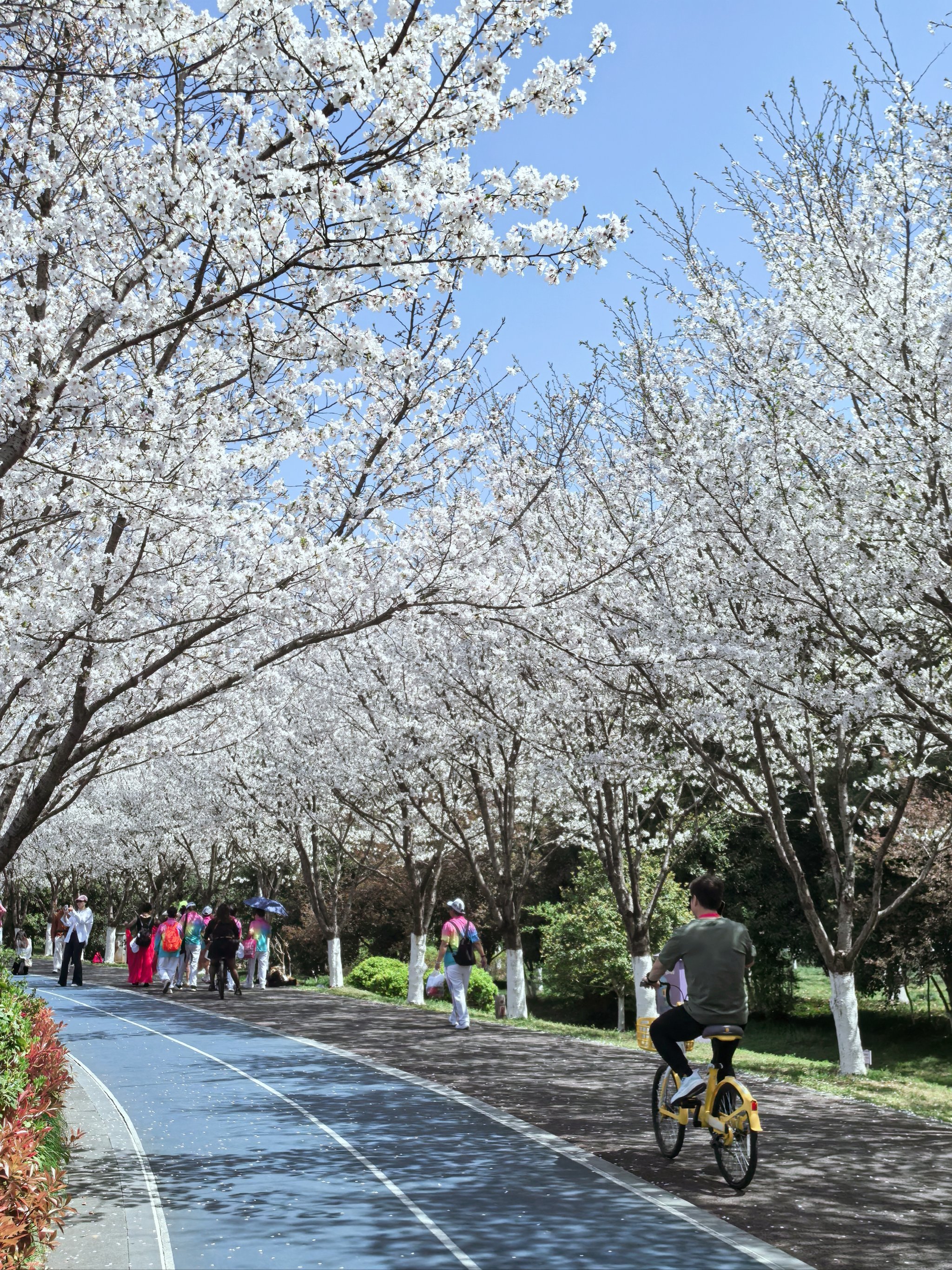 滨江樱花跑道