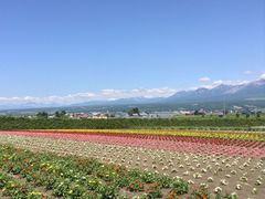 -富田农场