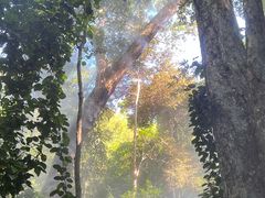 -西双版纳原始森林公园